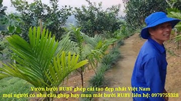 Mô hình trang trại bưởi RUBY ghép cải tạo đẹp nhất Việt Nam