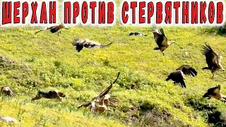 Шерхан против стервятников. Обзор собак нашей отары.