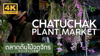 ตลาดต้นไม้จตุจักร แคคตัส 16 พฤษภาคม 2567 Chatuchak Plant Market チャトゥチャック市場 バンコク 짜뚜짝꽃시장 방콕 태국 サボテン