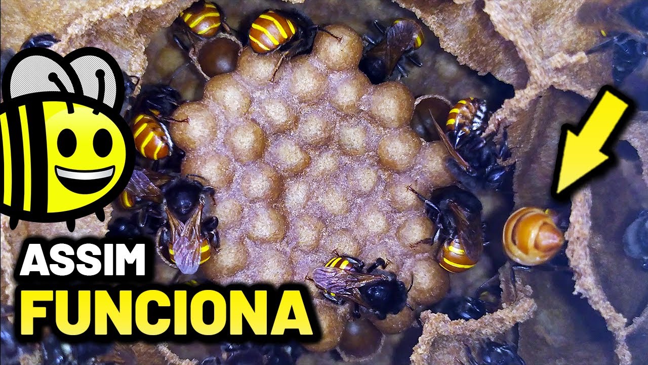 Consegui TRIPLICAR as minhas abelhas MANDAÇAIA (FAÇA divisão por indução)