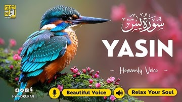 Surah Yasin (Yaseen) سورة يس ✦ Beautiful voice heart touching ✦ Quran For Sleep ✦ Alaa Aqel
