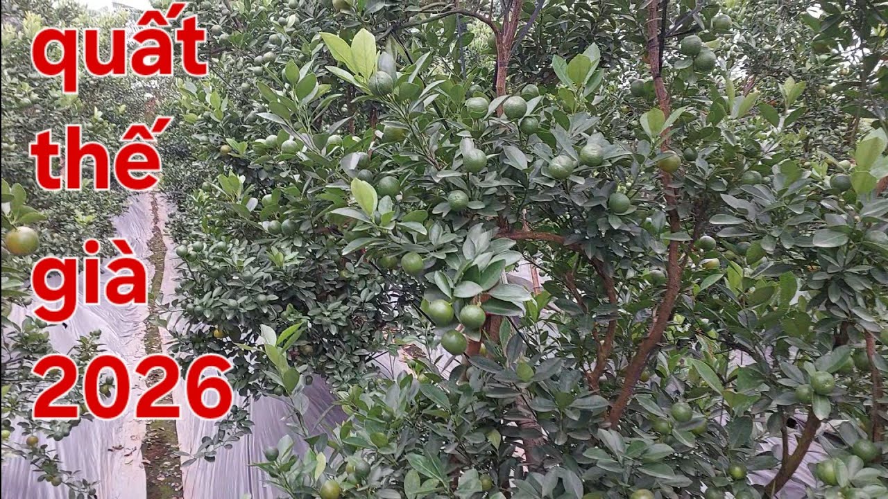 Quất thế già khủng 2025 liên hệ 0522261234#cây cảnh