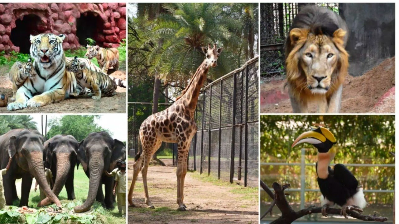NEHRU ZOOLOGICAL PARK/HYDERABAD