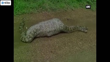 Massive Indian Rock Python Caught On Camera Swallowing Nilgai