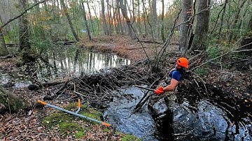 Beaver Dam Removal! || Ooo Beeaavers! We