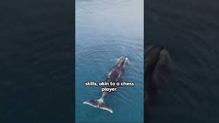 Bottlenose Whale Intelligence Unveiled 🐬🧠 #CuriousPlanetarium