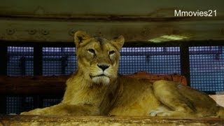 ライオン夫婦 仲良く半分こ~Lion