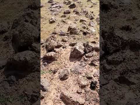 صيد لحجل عن طريق شرك درعا بصر الحرير