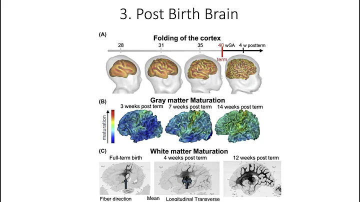 13.3. Post Birth Brain, Fundamentals of Cognitive Neuroscience Course, Session 13, Part 3