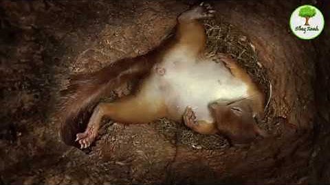 QUÁ TRÌNH SÓC SINH SẢN DIỄN RA NHƯ THẾ NÀO ? || Vùng Đất Hoang