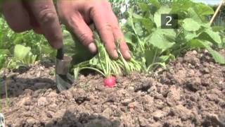 How To Grow Radishes And When To Harvest Them