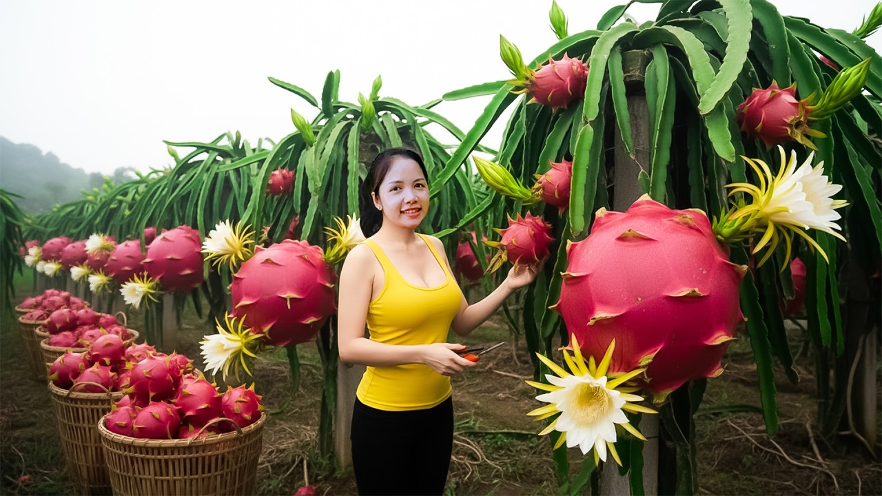 Harvesting 1000+Kg Dragon Fruits In Someone Else's Garden To Sell At Market | Pure Harvest Life