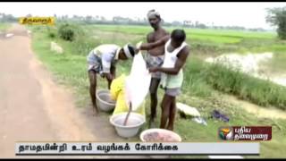 Fertilizer insufficient for Samba paddy cultivation in Thiruvarur, Tamilnadu