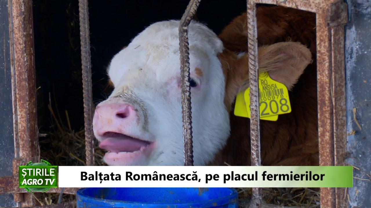 Bălțata Românescă, pe placul fermierilor 1 Bălțata Românescă, pe placul fermierilor YouTube player