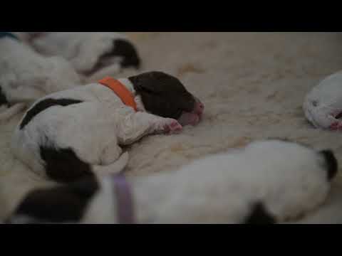 Puppies Activated sleep!