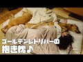 もふもふゴールデンレトリバーを抱き枕にしちゃう癒され幸せな日常
