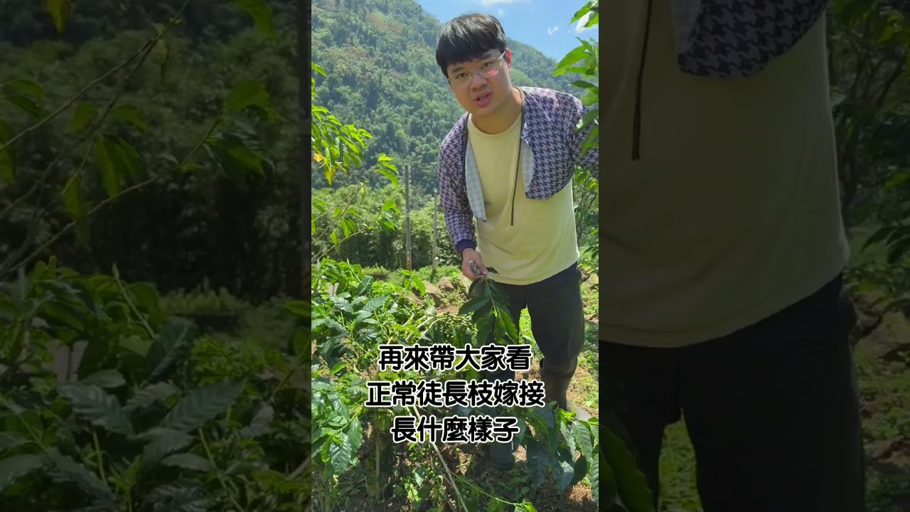 咖啡樹小知識 EP5 不同類型枝條的嫁接 縮圖