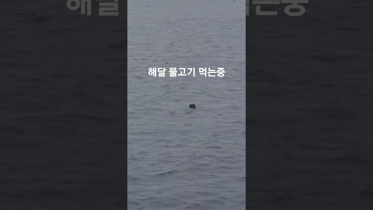 여수 백야도 야생 해달 목격!..