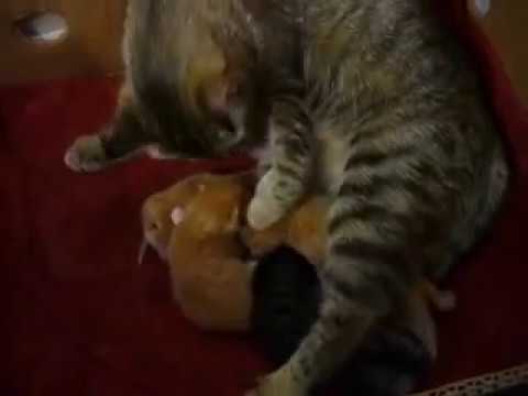 кошка Катя после родов третий день 3