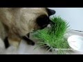 第30回【ねこである。】part6（2012.5.19）〜しおちゃん〜