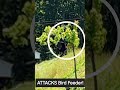 Bear ATTACKS Bird Feeder! #nature #bear #blackbear