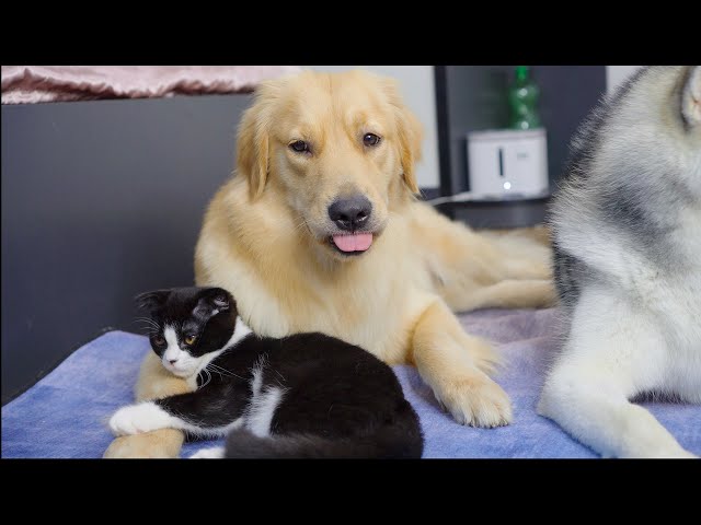 This Cat Never Wants to Leave His Golden Retriever Mom's Warm