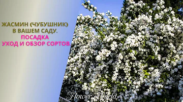 Жасмин в вашем саду.  Посадка и уход. И обзор сортов.🌼