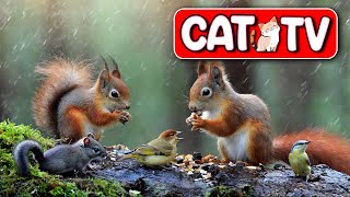 Cat TV for Cats to Watch  Birds & Squirrels visit the Bird Tables  TV for Cats Bird Videos