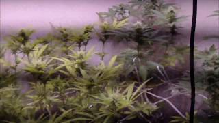 Cannabis Grow Guide | Episode 10 | PH Runoff Problem & Fix