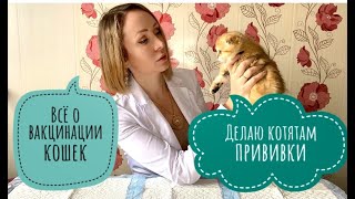 Прививки для котят вакциной Мультифел 4. Советы фелинолога. Процесс вакцинации.