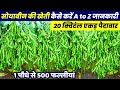 सोयाबीन की खेती | A to Z जानकारी | Soybean ki kheti kab aur kaise karen | soybean best variety🌱N:P:K