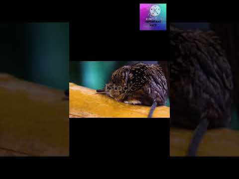 Video: Valkohampaiden Sirujen (Mammalia, Eulipotyphla, Crocidura) Monisirkusinen Fylogeny Ja Salallinen Monimuotoisuus Kiinassa