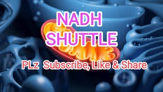 NADH Shuttle