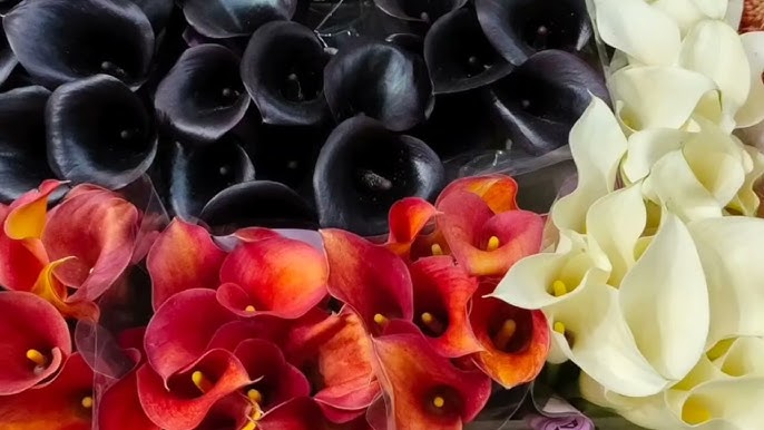 Лабия жақын