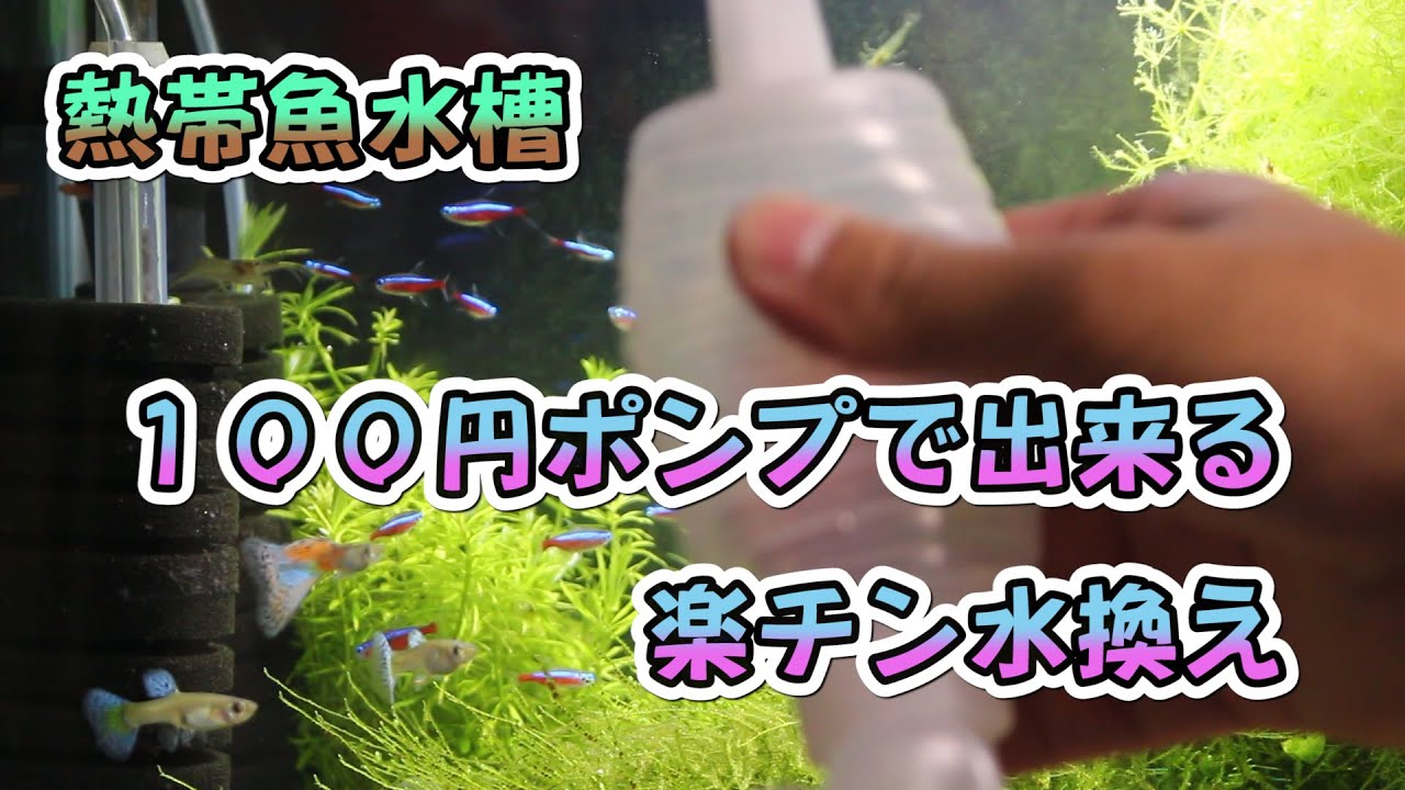 熱帯魚水槽の楽チン水換え Youtube 熱帯魚水槽の楽チン水換え Youtube