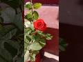 mera phool mera garden 🪴🥀#trending #shorts #garden #music