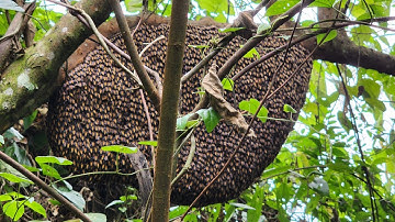 tổ ong khoái mùa đông làm tổ sát đất/quách tế vlog