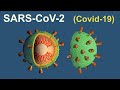 Proceso de infección celular del SARS-CoV-2 (Covid-19)