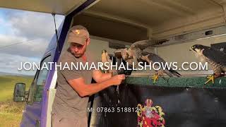 27. The Jonathan Marshall Falconry Experience - Book at jonathanmarshallshows.com / M: 07863 518812
