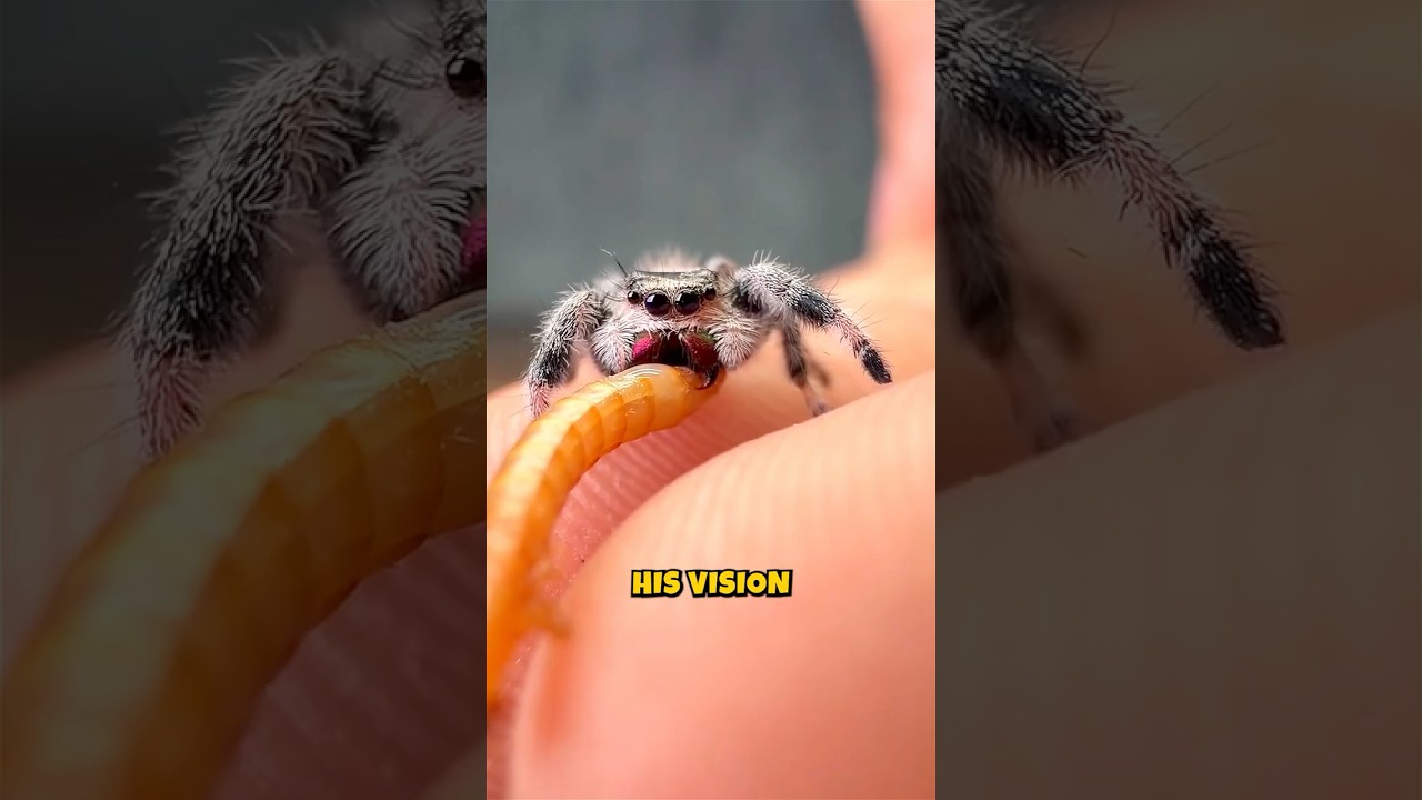 POV: You're a Mealworm... 💀 