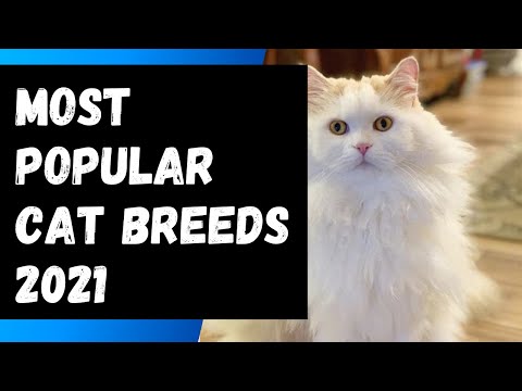 Video: Maine Coon Cat Breed Cat Breed Hypoallergenic, Kesehatan Dan Umur