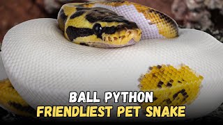 Ball Python is the best friendly Pet Snakes Buying Cost, Diet, Care Sheet Guide for Beginners