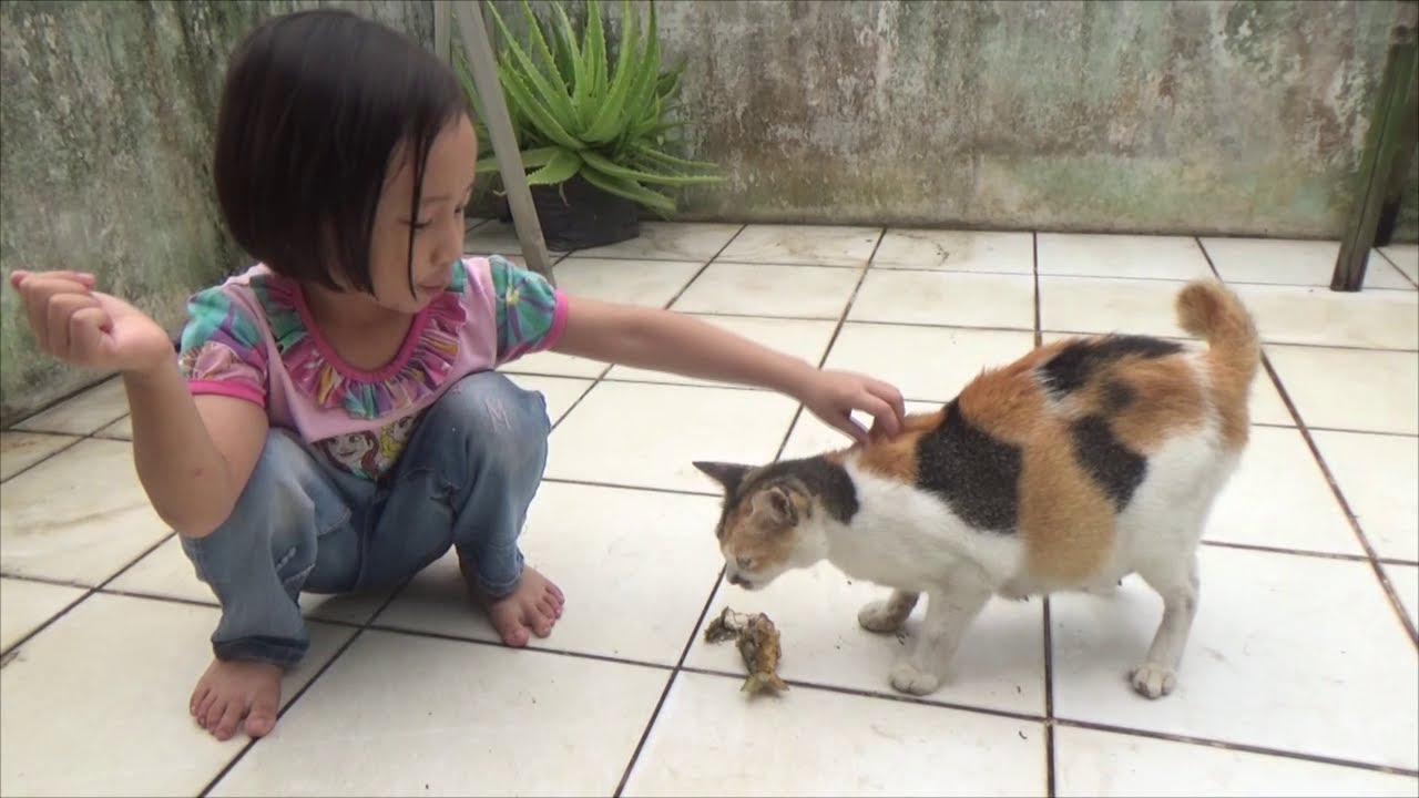 Kasih Makan Kucing Lucu Yang Lapar Dengan Ikan Zalfa Belajar