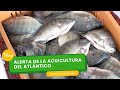 Alerta de la acuicultura del Atlántico - TvAgro por Juan Gonzalo Angel Restrepo