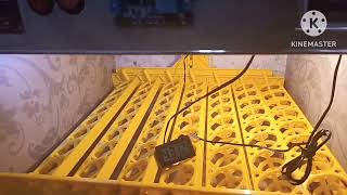 56 eggs automatic incubator AC DC