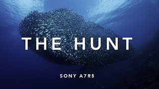 Sony A7R5 underwater | Capturing a Breathtaking Bait Ball in Curacao | Underwater photography