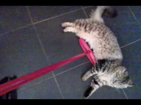 Charlie The Cat Sweeping The Floor Youtube