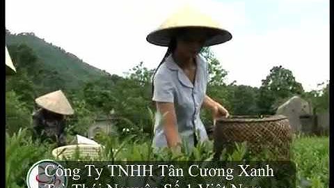 Trà Thái Nguyên -    Công Ty TNHH Tân Cương Xanh