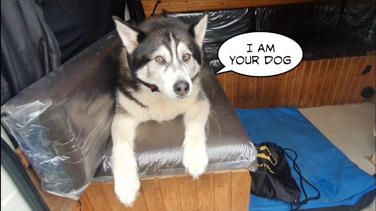 Dogs swap places to trick owner YouTube