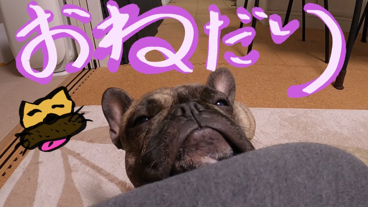 自分が可愛いとわかってて おねだりするフレンチブルドッグ Youtube